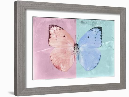 Miss Butterfly Catopsilia - Pale Violet & Turquoise-Philippe Hugonnard-Framed Photographic Print