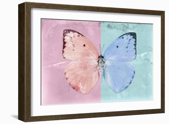 Miss Butterfly Catopsilia - Pale Violet & Turquoise-Philippe Hugonnard-Framed Photographic Print