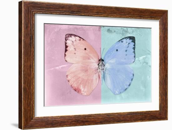 Miss Butterfly Catopsilia - Pale Violet & Turquoise-Philippe Hugonnard-Framed Photographic Print