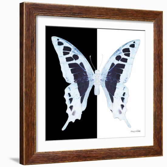 Miss Butterfly Cloanthus Sq - X-Ray B&W Edition-Philippe Hugonnard-Framed Photographic Print