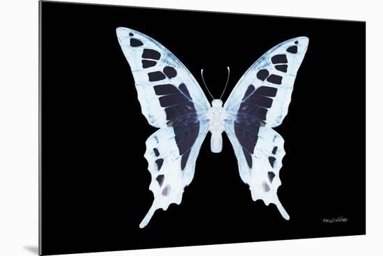 Miss Butterfly Cloanthus - X-Ray Black Edition-Philippe Hugonnard-Mounted Photographic Print