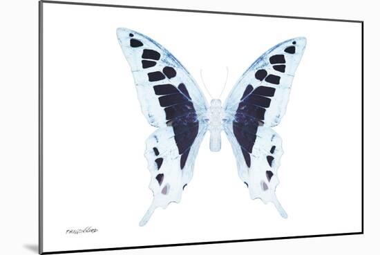 Miss Butterfly Cloanthus - X-Ray White Edition-Philippe Hugonnard-Mounted Premium Photographic Print