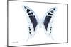 Miss Butterfly Cloanthus - X-Ray White Edition-Philippe Hugonnard-Mounted Premium Photographic Print