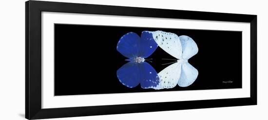 Miss Butterfly Duo Catoploea Pan - X-Ray Black Edition-Philippe Hugonnard-Framed Photographic Print