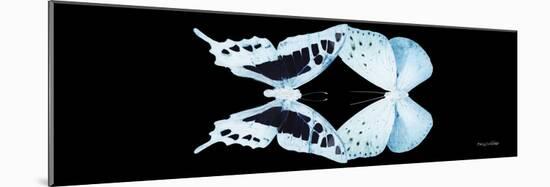 Miss Butterfly Duo Cloanthaea Pan - X-Ray Black Edition-Philippe Hugonnard-Mounted Photographic Print