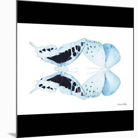 Miss Butterfly Duo Cloanthaea Sq - X-Ray B&W Edition-Philippe Hugonnard-Mounted Photographic Print