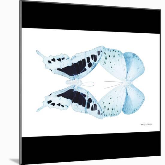 Miss Butterfly Duo Cloanthaea Sq - X-Ray B&W Edition-Philippe Hugonnard-Mounted Photographic Print