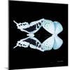 Miss Butterfly Duo Cloanthaea Sq - X-Ray Black Edition-Philippe Hugonnard-Mounted Photographic Print