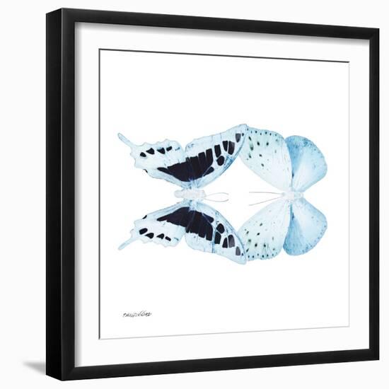 Miss Butterfly Duo Cloanthaea Sq - X-Ray White Edition-Philippe Hugonnard-Framed Photographic Print