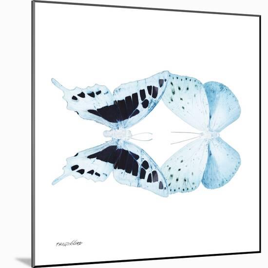 Miss Butterfly Duo Cloanthaea Sq - X-Ray White Edition-Philippe Hugonnard-Mounted Photographic Print