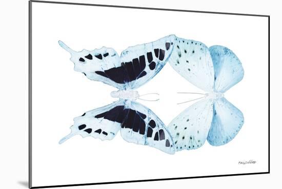 Miss Butterfly Duo Cloanthaea - X-Ray White Edition-Philippe Hugonnard-Mounted Photographic Print