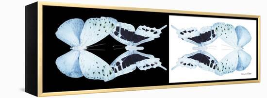 Miss Butterfly Duo Euploanthus Pan - X-Ray B&W Edition-Philippe Hugonnard-Framed Premier Image Canvas