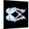 Miss Butterfly Duo Euploanthus Sq - X-Ray Black Edition-Philippe Hugonnard-Mounted Photographic Print