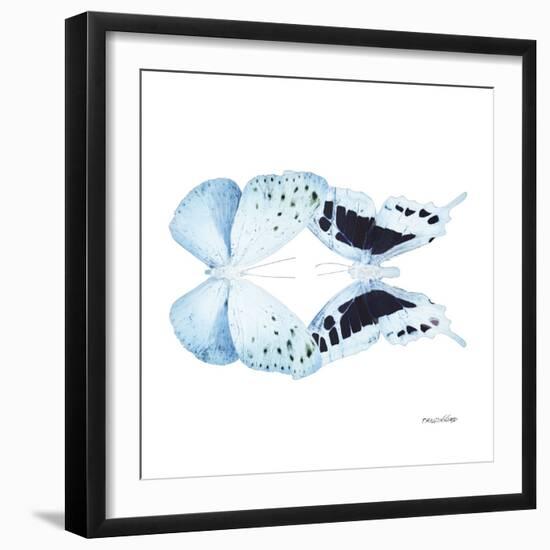 Miss Butterfly Duo Euploanthus Sq - X-Ray White Edition-Philippe Hugonnard-Framed Photographic Print