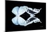 Miss Butterfly Duo Euploanthus - X-Ray Black Edition-Philippe Hugonnard-Mounted Photographic Print