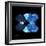 Miss Butterfly Duo Formoia Sq - X-Ray Black Edition-Philippe Hugonnard-Framed Photographic Print