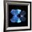 Miss Butterfly Duo Heboformo Sq - X-Ray Black Edition-Philippe Hugonnard-Framed Photographic Print