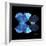 Miss Butterfly Duo Heboformo Sq - X-Ray Black Edition-Philippe Hugonnard-Framed Photographic Print