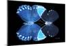 Miss Butterfly Duo Heboformo - X-Ray Black Edition-Philippe Hugonnard-Mounted Photographic Print