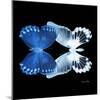 Miss Butterfly Duo Memhowqua Sq - X-Ray Black Edition-Philippe Hugonnard-Mounted Photographic Print