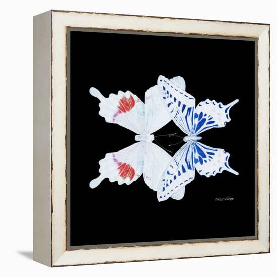 Miss Butterfly Duo Parisuthus Sq - X-Ray Black Edition-Philippe Hugonnard-Framed Stretched Canvas