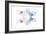 Miss Butterfly Duo Parisuthus - X-Ray White Edition-Philippe Hugonnard-Framed Photographic Print