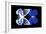 Miss Butterfly Duo Priopomia - X-Ray Black Edition-Philippe Hugonnard-Framed Photographic Print