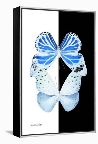 Miss Butterfly Duo Salateuploea II - X-Ray B&W Edition-Philippe Hugonnard-Framed Premier Image Canvas
