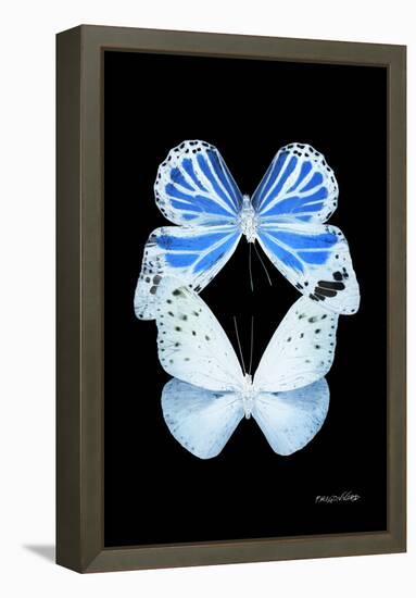 Miss Butterfly Duo Salateuploea II - X-Ray Black Edition-Philippe Hugonnard-Framed Premier Image Canvas