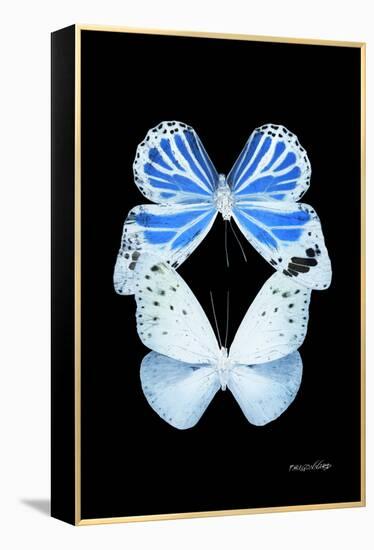 Miss Butterfly Duo Salateuploea II - X-Ray Black Edition-Philippe Hugonnard-Framed Premier Image Canvas