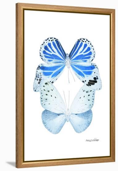 Miss Butterfly Duo Salateuploea II - X-Ray White Edition-Philippe Hugonnard-Framed Premier Image Canvas