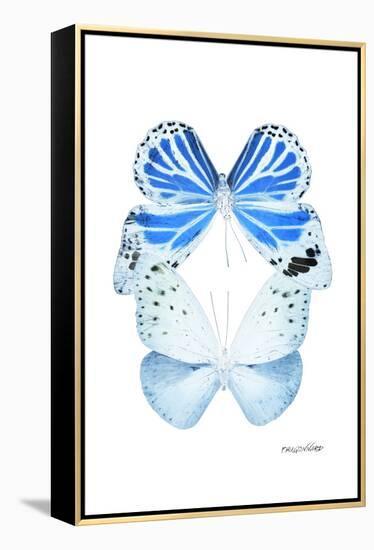 Miss Butterfly Duo Salateuploea II - X-Ray White Edition-Philippe Hugonnard-Framed Premier Image Canvas