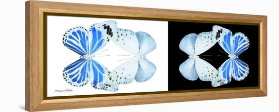 Miss Butterfly Duo Salateuploea Pan - X-Ray B&W Edition-Philippe Hugonnard-Framed Premier Image Canvas