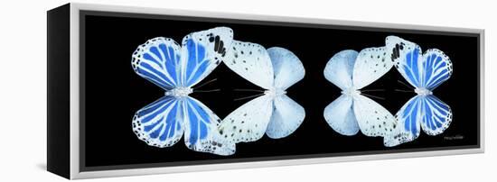 Miss Butterfly Duo Salateuploea Pan - X-Ray Black Edition II-Philippe Hugonnard-Framed Premier Image Canvas