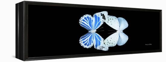 Miss Butterfly Duo Salateuploea Pan - X-Ray Black Edition-Philippe Hugonnard-Framed Premier Image Canvas