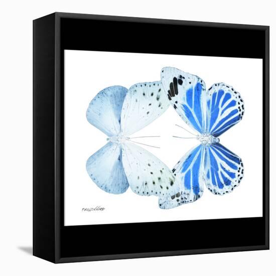 Miss Butterfly Duo Salateuploea Sq - X-Ray B&W Edition-Philippe Hugonnard-Framed Stretched Canvas