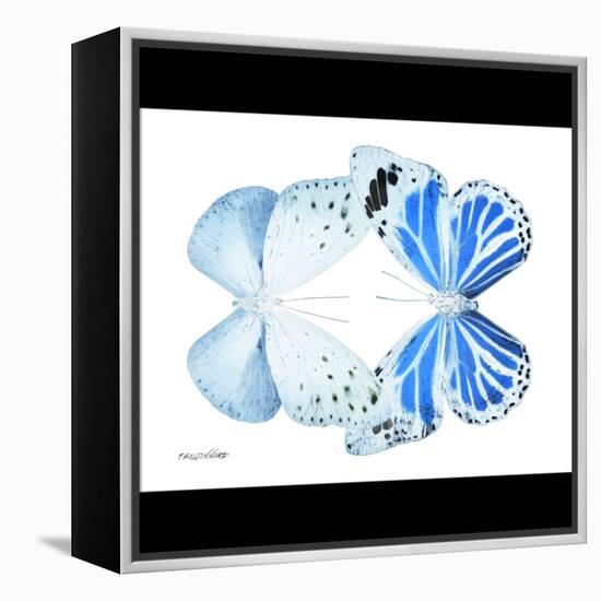 Miss Butterfly Duo Salateuploea Sq - X-Ray B&W Edition-Philippe Hugonnard-Framed Stretched Canvas