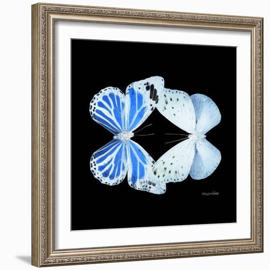 Miss Butterfly Duo Salateuploea Sq - X-Ray Black Edition-Philippe Hugonnard-Framed Photographic Print