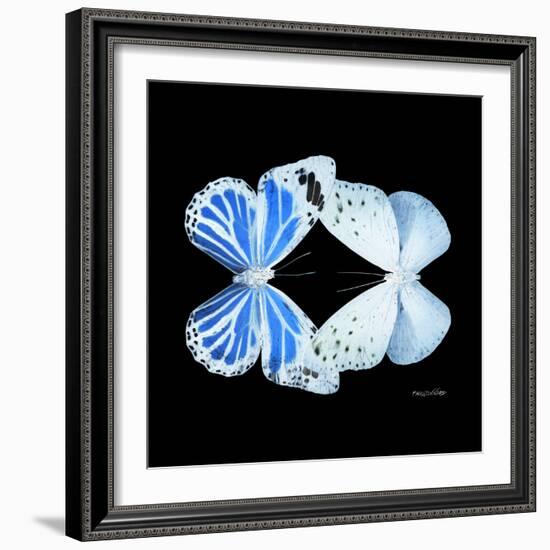 Miss Butterfly Duo Salateuploea Sq - X-Ray Black Edition-Philippe Hugonnard-Framed Photographic Print