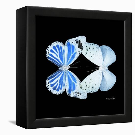 Miss Butterfly Duo Salateuploea Sq - X-Ray Black Edition-Philippe Hugonnard-Framed Stretched Canvas