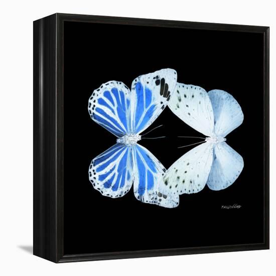 Miss Butterfly Duo Salateuploea Sq - X-Ray Black Edition-Philippe Hugonnard-Framed Stretched Canvas