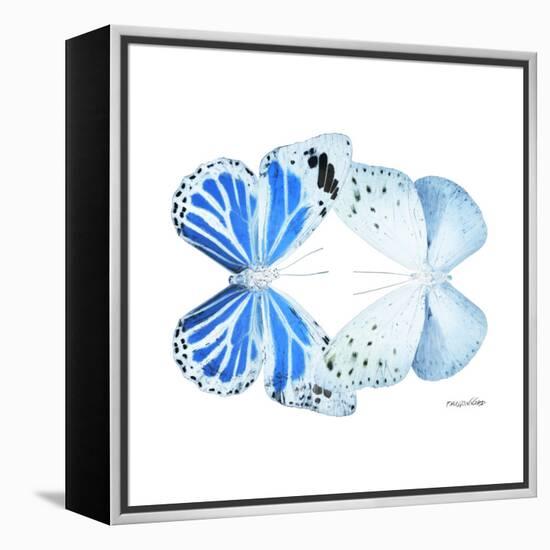 Miss Butterfly Duo Salateuploea Sq - X-Ray White Edition-Philippe Hugonnard-Framed Stretched Canvas