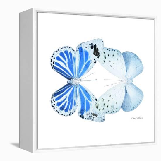 Miss Butterfly Duo Salateuploea Sq - X-Ray White Edition-Philippe Hugonnard-Framed Stretched Canvas