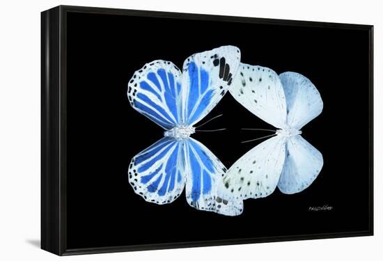 Miss Butterfly Duo Salateuploea - X-Ray Black Edition-Philippe Hugonnard-Framed Premier Image Canvas