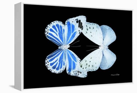 Miss Butterfly Duo Salateuploea - X-Ray Black Edition-Philippe Hugonnard-Framed Premier Image Canvas