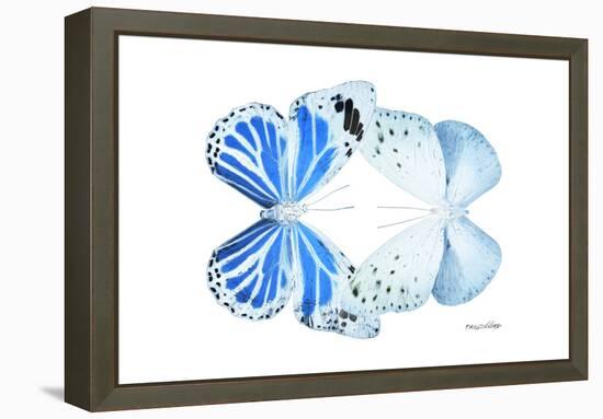 Miss Butterfly Duo Salateuploea - X-Ray White Edition-Philippe Hugonnard-Framed Premier Image Canvas