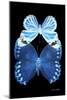 Miss Butterfly Duo Stichatura II - X-Ray Black Edition-Philippe Hugonnard-Mounted Photographic Print