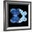 Miss Butterfly Duo Stichatura Sq - X-Ray Black Edition-Philippe Hugonnard-Framed Photographic Print