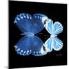 Miss Butterfly Duo Stichatura Sq - X-Ray Black Edition-Philippe Hugonnard-Mounted Photographic Print