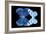 Miss Butterfly Duo Stichatura - X-Ray Black Edition-Philippe Hugonnard-Framed Photographic Print